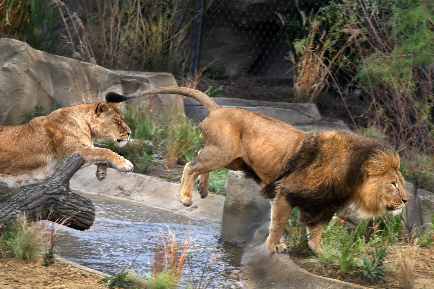 ARTIS-Park tickets met korting - afbeelding 16