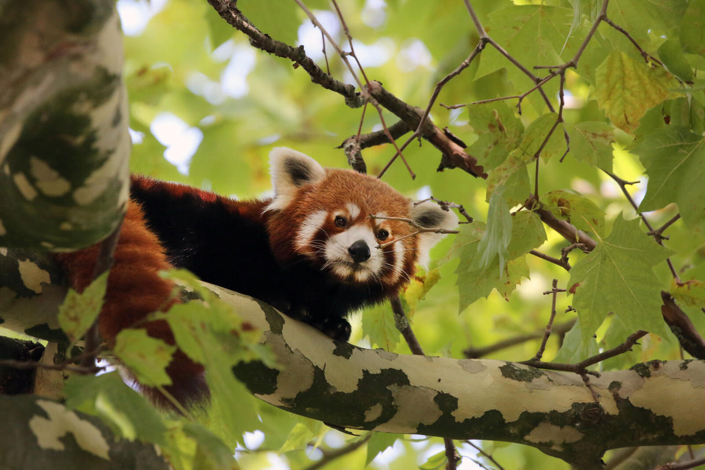ARTIS-Park tickets met korting - afbeelding 14