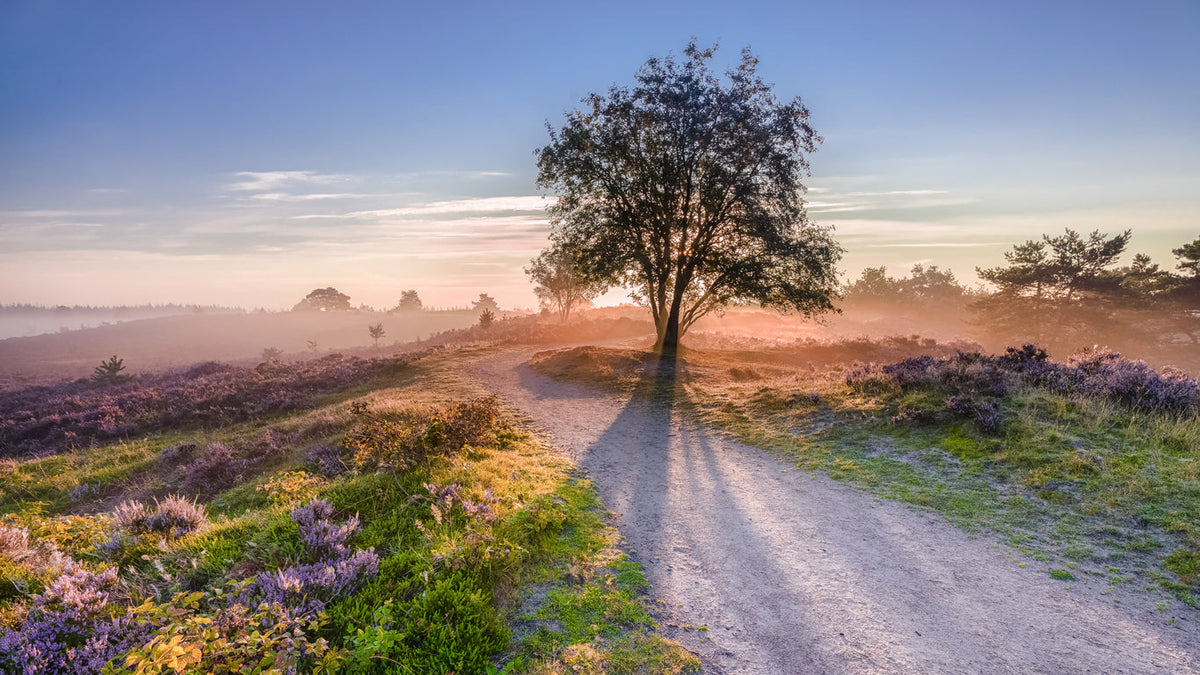Hotel Wander | 4-Daagse wandelvakantie (ca. 55 km) over Veluwse heide & langs Kasteel Doorwerth | incl. 3-gangendiner - afbeelding 7