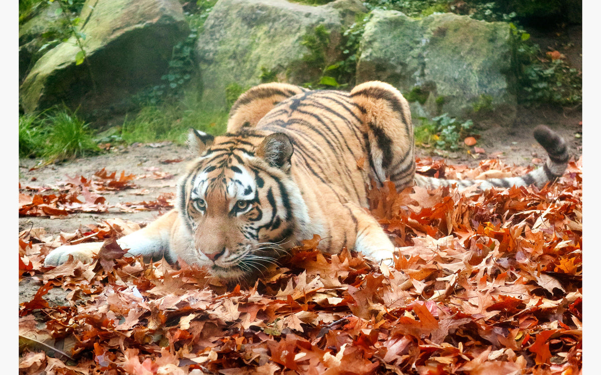 DierenPark Amersfoort - afbeelding 3