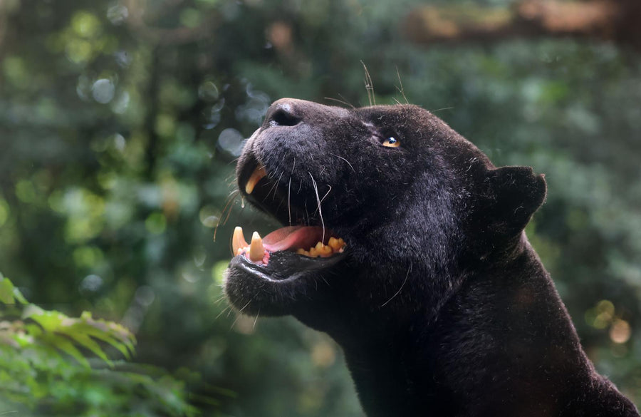 ARTIS-Park tickets met korting - afbeelding 1
