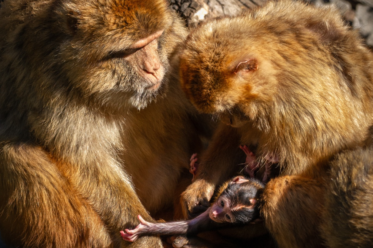 ZOO Planckendael - afbeelding 11