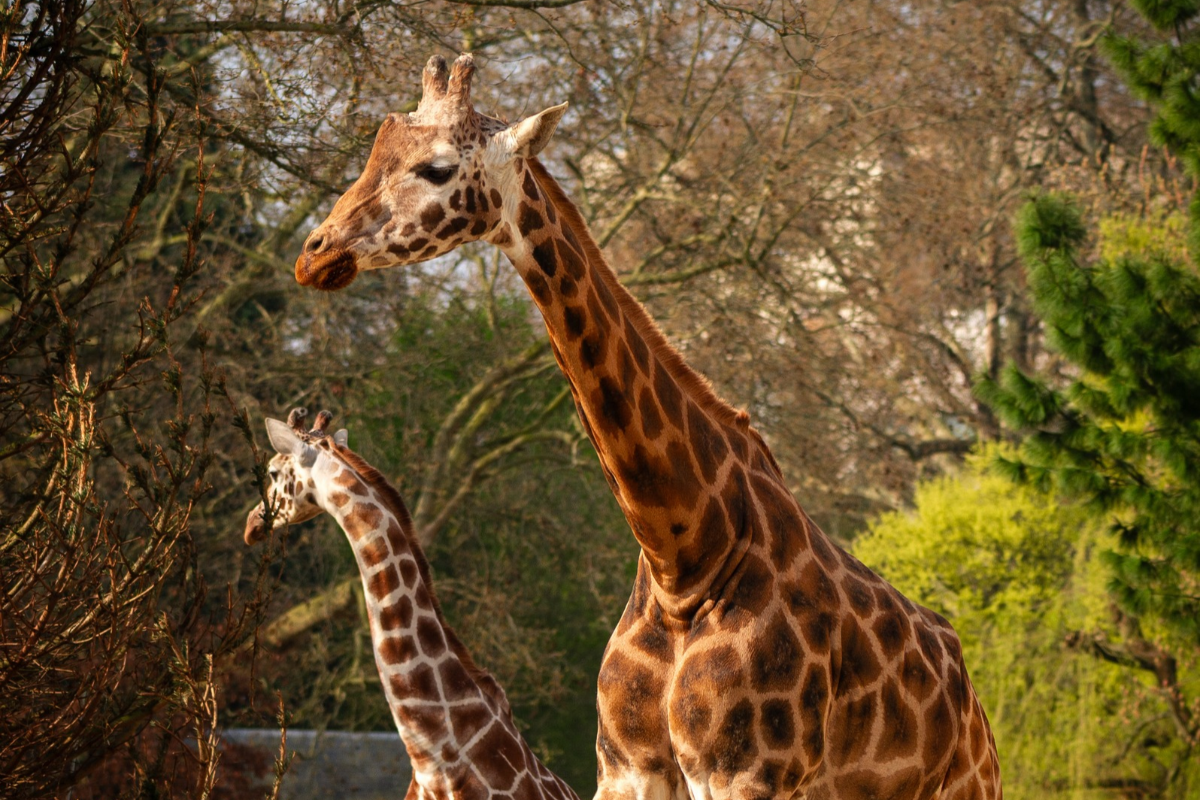 ZOO Antwerpen - afbeelding 6