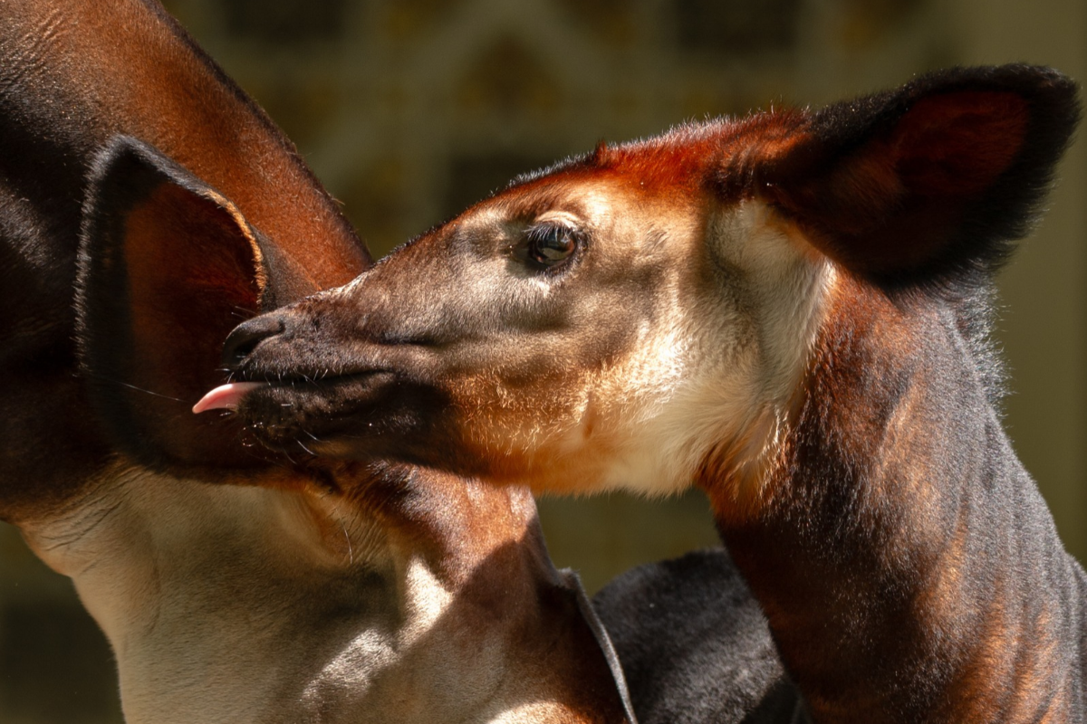 ZOO Antwerpen - afbeelding 2